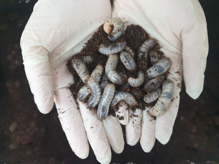 [진주=뉴시스]흰점박이꽃무지.(사진=유용곤충연구소 제공).2024.03.23.photo@newsis.com *재판매 및 DB 금지