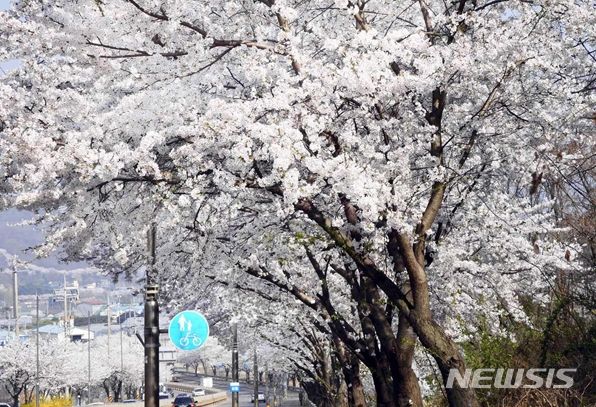 [시흥=뉴시스] 지난해 물왕호수 주변에 활짝 핀 벚꽃나무. (사진=시흥시 제공) 2024.03.24. photo@newsis.com