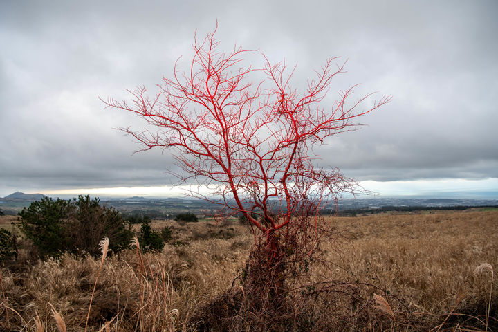 ⓒ박정근 작가 *재판매 및 DB 금지