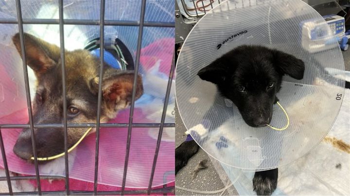 [서울=뉴시스] 미국 버지니아주의 한 숲속에서 유기된 새끼 저먼 셰퍼드 '11마리'가 발견됐다. <사진캡처=Virginia German Sheperd Rescue>2024.3.26. *재판매 및 DB 금지