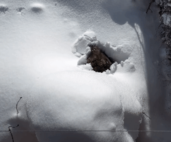 [서울=뉴시스]캐나다의 한 스키장 리조트에서 '마스코트'로 통하는 회색곰 '부(BOO)'가 최근 동면에서 깨어나 눈밭에서 일어나는 모습이 화제가 되고 있다.(사진=키킹호스마운틴리조트 인스타그램 캡처) *재판매 및 DB 금지