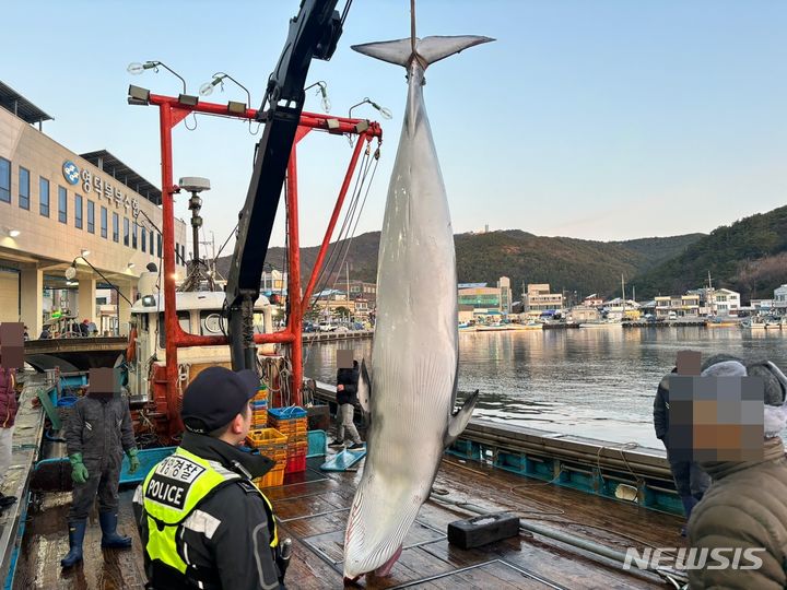 [영덕=뉴시스] 안병철 기자 = 27일 오전 5시51분께 경북 영덕군 축산면 대진항 앞바다에서 밍크고래가 그물에 걸려 죽은 채 발견됐다. (사진=울진해양경찰서 제공) 2024.03.27. photo@newsis.com