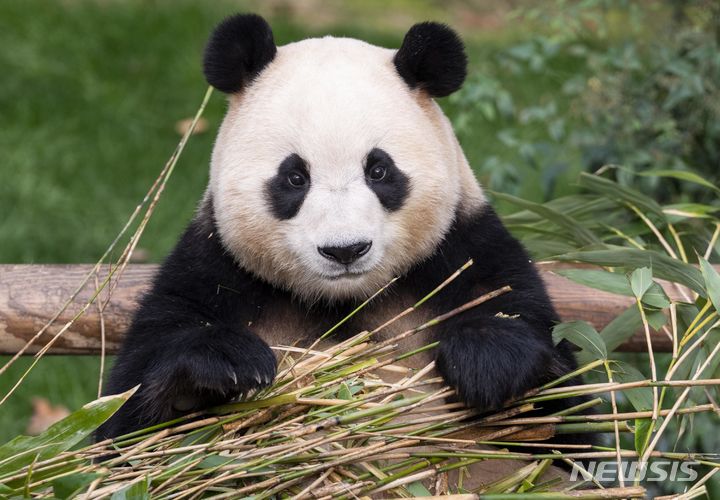 [서울=뉴시스] 중국으로 돌아간 자이언트 판다 푸바오의 이야기가 영화로 제작된다 (사진=에버랜드 제공) 
