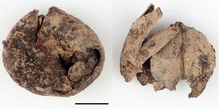 [서울=뉴시스] 쪽샘 41호분에서 출토된 밤 (사진=문화재청 제공:) 2024.03.28. photo@newsis.com *재판매 및 DB 금지