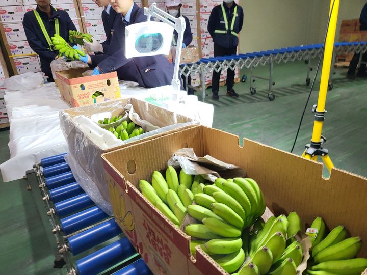 [평택=뉴시스]경기도 평택항 검역현장. 지난 21일부터 정부가 직수입한 과일이 집중공급되면서 검역현장에는 지난해 대비 20% 증가한 물량이 쏟아지고 있다. *재판매 및 DB 금지