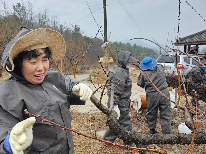 [청주=뉴시스] 임선우 기자 = 충북 청주시 농업정책과 직원과 한국여성농업인 청주시연합회 회원들이 28일 상당구 문의면 산덕리 복숭아 농장에서 복숭아 눈꽃 제거작업을 돕고 있다. (사진=청주시 제공) 2024.03.28. photo@newsis.com *재판매 및 DB 금지