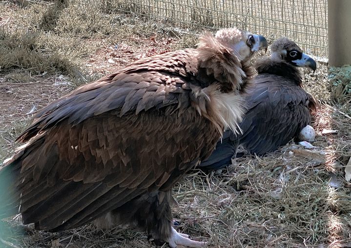 한국조류보호협회 군산지회가 보호 중인 천연기념물 독수리 한 쌍 (사진= 협회제공) *재판매 및 DB 금지