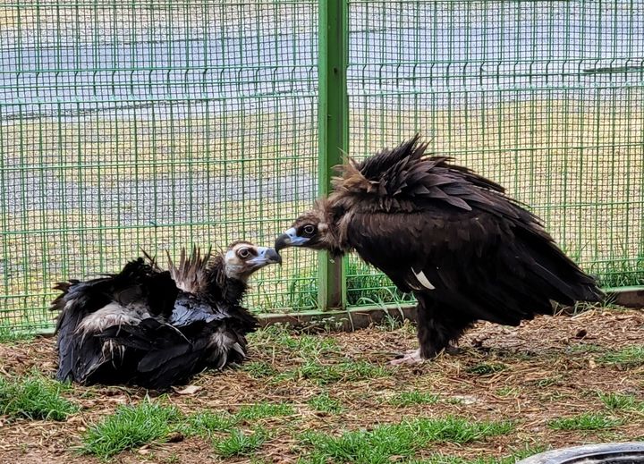 한국조류보호협회 군산지회가 보호 중인 천연기념물 독수리 한 쌍 (사진= 협회제공) *재판매 및 DB 금지