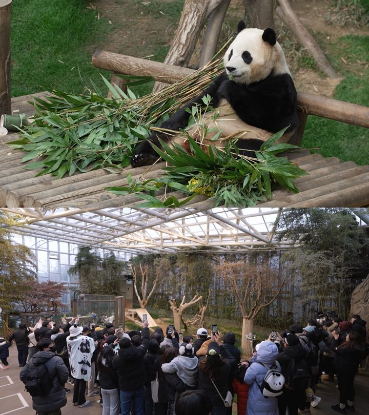 [서울=뉴시스] 푸바오 마지막 출근길. (사진=SBS 제공) 2024.03.28. photo@newsis.com *재판매 및 DB 금지