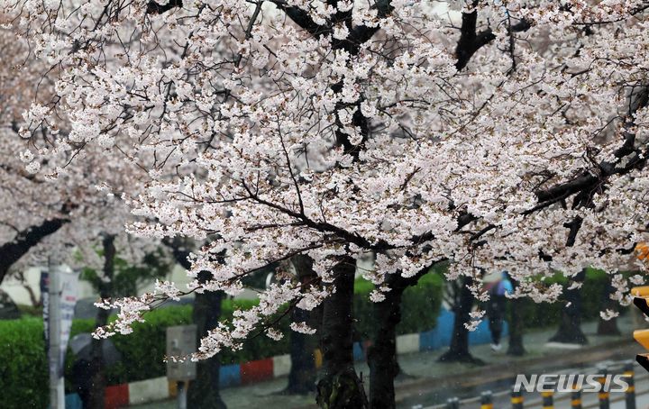 [부산=뉴시스] 하경민 기자 = 강풍을 동반한 요란한 봄비가 내린 28일 부산 수영구 남천동 벚꽃 군락지에서 우산을 쓴 시민들이 지나가고 있다. 2024.03.28. yulnetphoto@newsis.com