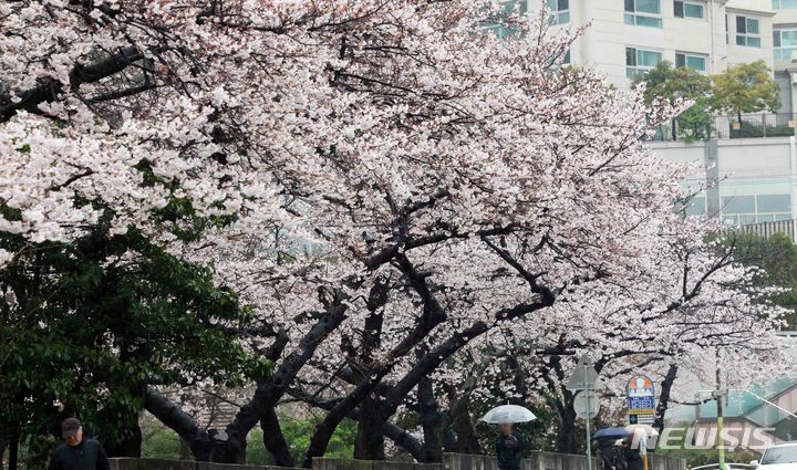 [부산=뉴시스] 하경민 기자 = 강풍을 동반한 요란한 봄비가 내린 28일 부산 수영구 남천동 벚꽃 군락지에서 우산을 쓴 시민들이 지나가고 있다. 2024.03.28. yulnetphoto@newsis.com