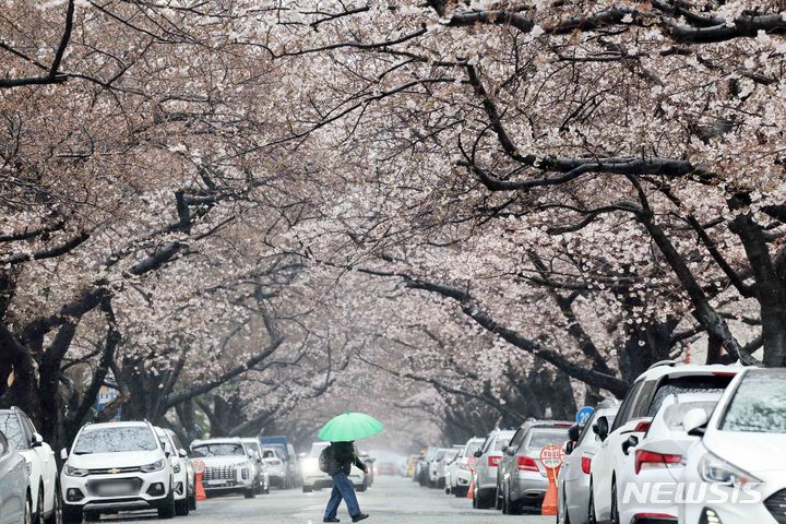 [부산=뉴시스] 하경민 기자 = 강풍을 동반한 요란한 봄비가 내린 28일 부산 수영구 남천동 벚꽃 군락지에서 우산을 쓴 시민들이 지나가고 있다. 2024.03.28. yulnetphoto@newsis.com