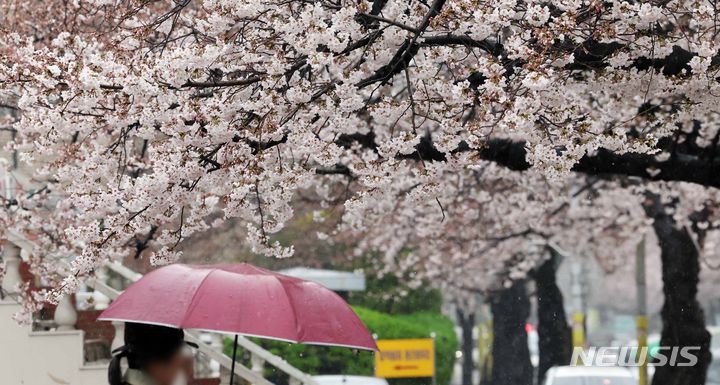 [부산=뉴시스] 하경민 기자 = 강풍을 동반한 요란한 봄비가 내린 28일 부산 수영구 남천동 벚꽃 군락지에서 우산을 쓴 시민들이 지나가고 있다. 2024.03.28. yulnetphoto@newsis.com