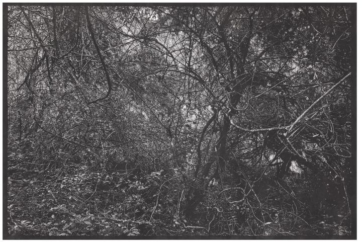 김동기, 곶자왈 #11, 2020, 한지에 목판화, 122 × 182 cm *재판매 및 DB 금지