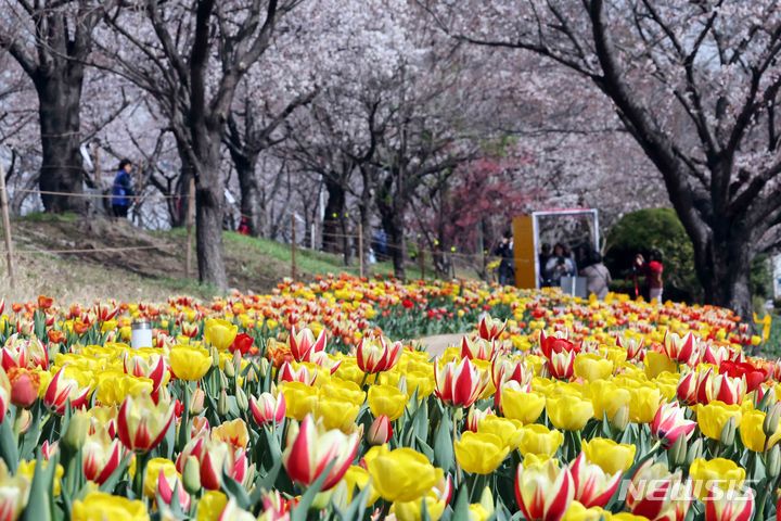 [부산=뉴시스] 하경민 기자 = 29일 부산 사상구 삼락생태공원 둑방길을 찾은 시민들이 활짝 핀 벚꽃과 튤립 등을 둘러보며 봄나들이를 즐기고 있다. 2024.03.29. yulnetphoto@newsis.com