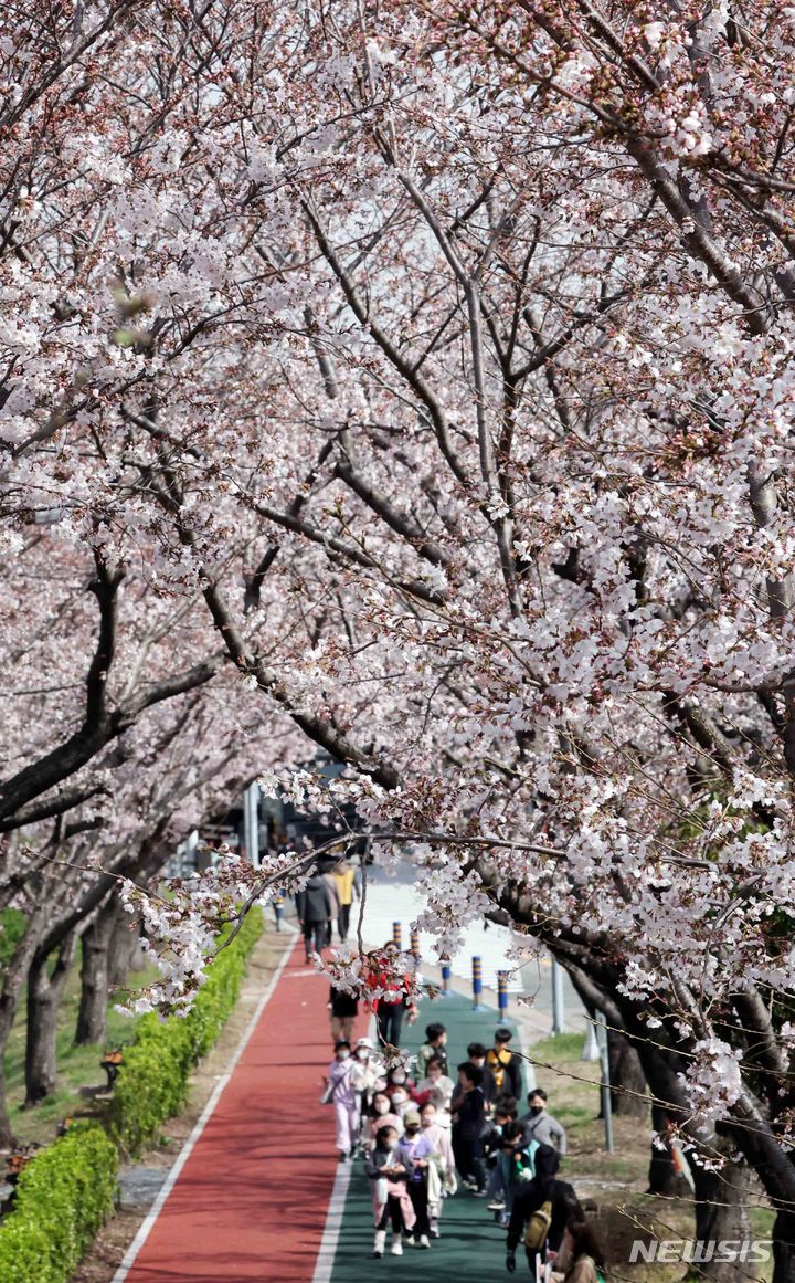 [부산=뉴시스] 하경민 기자 = 29일 부산 사상구 삼락생태공원 둑방길을 찾은 시민들이 벚꽃터널을 지나며 봄나들이를 즐기고 있다. 2024.03.29. yulnetphoto@newsis.com