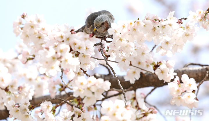 충북 대체로 맑고 큰 일교차…낮 최고 20도