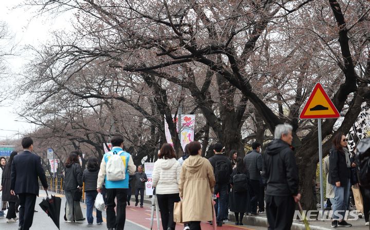 [서울=뉴시스] 김선웅 기자 = 여의도 봄꽃축제가 개막한 29일 서울 여의도 여의서로에서 시민들이 아직 벚꽃이 개화하지 않은 벚나무 사이를 걷고 있다. 2024.03.29. mangusta@newsis.com