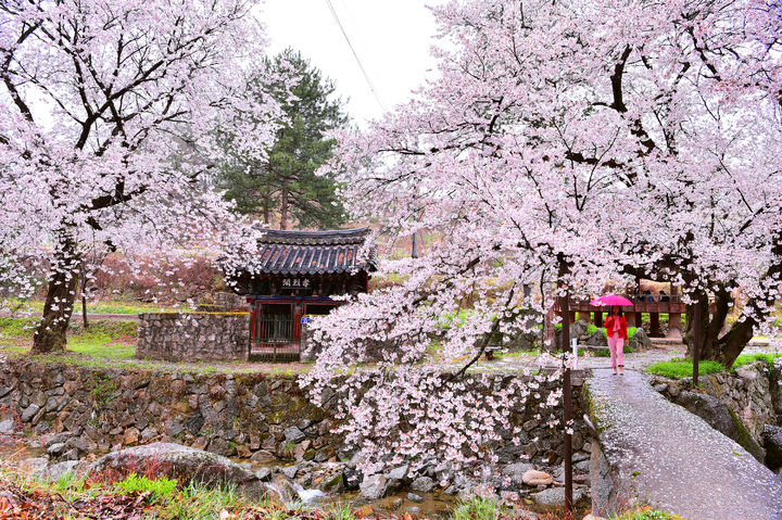 [거창=뉴시스] 거창군청 거창 벚꽃 명소 *재판매 및 DB 금지 *재판매 및 DB 금지