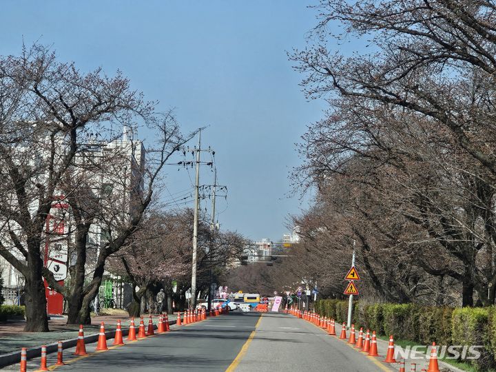 [안동=뉴시스] 김진호 기자 = '2024 안동벚꽃축제'가 열리고 있는 낙동강변 벚꽃길 축제장이 30일 벚꽃이 개화되지 않으면서 한산한 모습이다. 2024.03.30 kjh9326@newsis.com