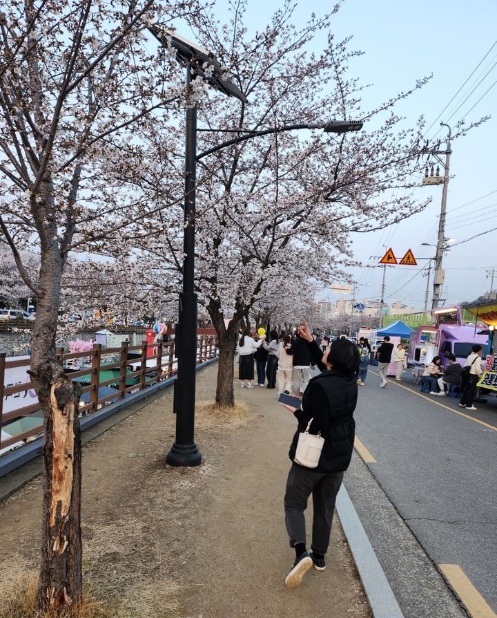 [구미=뉴시스] 박홍식 기자 = 30일 오후 경북 구미시 금오천 일원에서 열린 '2024 청춘, 금오천 벚꽃 페스티벌' 축제장을 찾은 상춘객들이 벚꽃을 감상하며 즐거운 주말을 보내고 있다. 2024.03.30 phs6431@newsis.com