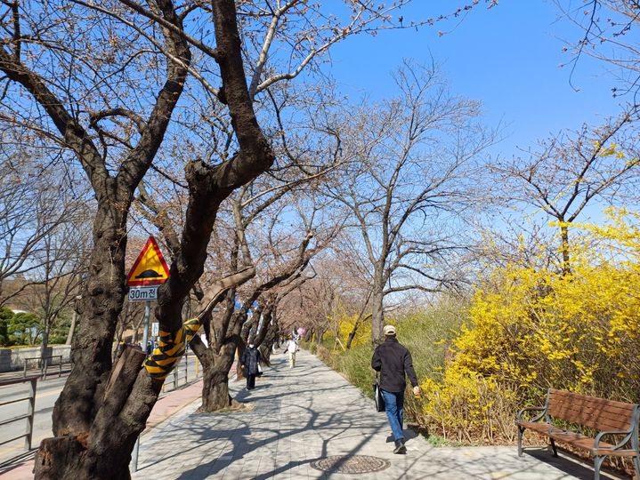 [서울=뉴시스] 이소헌 수습기자 = 31일 서울 영등포구 여의서로의 벚꽃길. 벚꽃나무들이 아직 꽃망울을 터뜨리지 않은 모습이다. honey@newsis.com *재판매 및 DB 금지