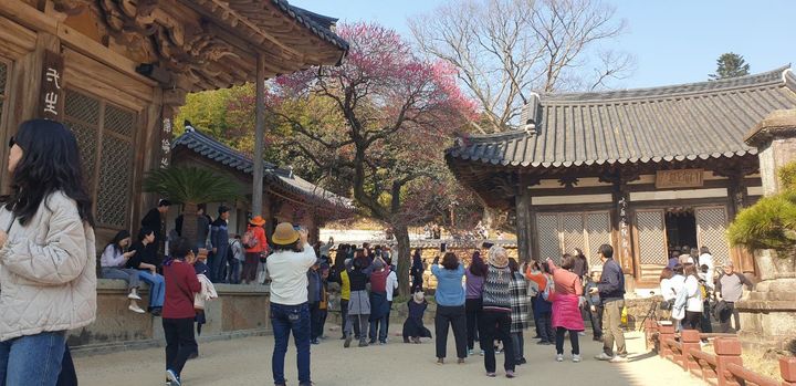 [서울=뉴시스] 조성봉 기자= 대한불교조계종 19교구 지리산 대화엄사 주지 덕문스님은 홍매화 콘테스트 시작을 한 이후 홍매화 개화 기간동안 2021년 5만명, 2022년 7만명, 2023년 10만명, 2024년 25만 5천명이 방문했다고 31일 밝혔다. 사진은 구례 화엄사 모습. (사진=화엄사 제공))2024.03.31. photo@newsis.com *재판매 및 DB 금지