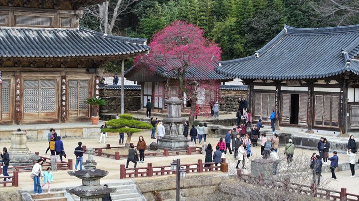 [서울=뉴시스] 조성봉 기자= 대한불교조계종 19교구 지리산 대화엄사 주지 덕문스님은 홍매화 콘테스트 시작을 한 이후 홍매화 개화 기간동안 2021년 5만명, 2022년 7만명, 2023년 10만명, 2024년 25만 5천명이 방문했다고 31일 밝혔다. 사진은 구례 화엄사 모습. (사진=화엄사 제공))2024.03.31. photo@newsis.com *재판매 및 DB 금지