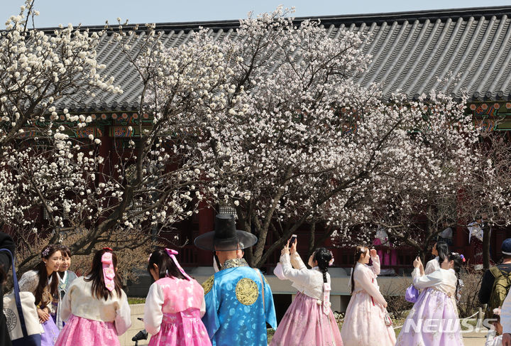[서울=뉴시스] 김명원 기자 = 맑고 포근한 봄날인 31일 오전 서울 종로구 경복궁에서 관광객들이 활짝핀 매화꽃 나무아래서 기념촬영을 하며 봄을 만끽하고 있다. 2024.03.31. kmx1105@newsis.com