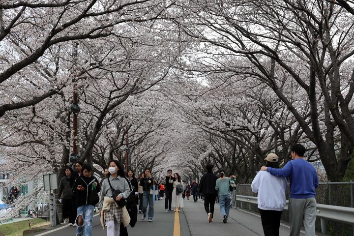 [양산=뉴시스] 양산시 물금 벚꽃축제가 열리고 있다. (사진=양산시 제공) 2024.04.01. photo@newsis.com *재판매 및 DB 금지