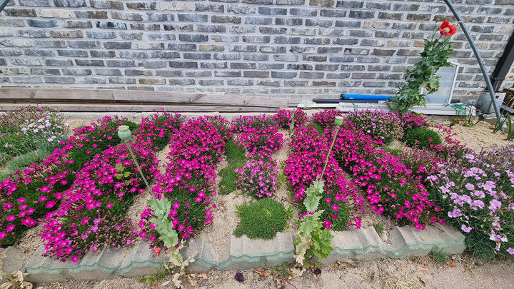 일반 가정집 화단에 자생하고 있는 양귀비. 동해지방해양경찰청 제공 *재판매 및 DB 금지