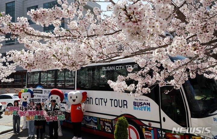 [부산=뉴시스] 하경민 기자 = 1일 부산 남구 국립부경대학교에서 부산시선거관리위원회 직원과 대학생 등이 부산시티투어버스와 활짝 핀 벚꽃을 배경으로 제22대 국회의원 선거 투표참여를 홍보하는 캠페인을 펼치고 있다. 2024.04.01. yulnetphoto@newsis.com