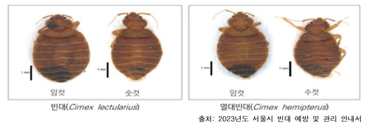 [서울=뉴시스]빈대. 2024.04.02. (사진=서울교통공사 제공)  *재판매 및 DB 금지