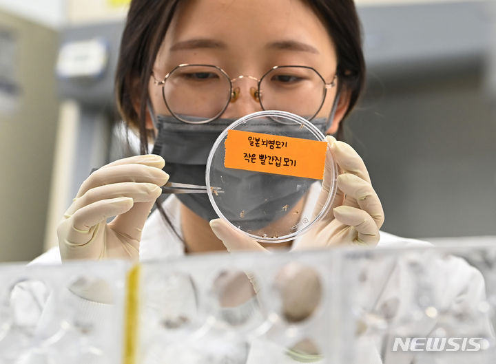 [수원=뉴시스] 김종택기자 = 2일 경기도 수원시 권선구 경기도보건환경연구원에서 연구원들이 채집한 모기를 분류하고 있다. 질병관리청은 지난달 29일 전남 완도군과 제주지역에서 일본뇌염을 옮기는 작은빨간집모기가 발견됨에 따라 전국에 일본뇌염 주의보를 발령했다. 2024.04.02. jtk@newsis.com