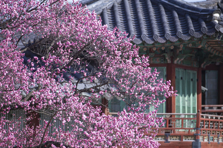 창덕궁 삼삼와 앞 홍매화 *재판매 및 DB 금지