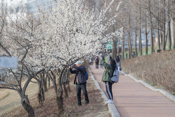 청계천 매화 *재판매 및 DB 금지