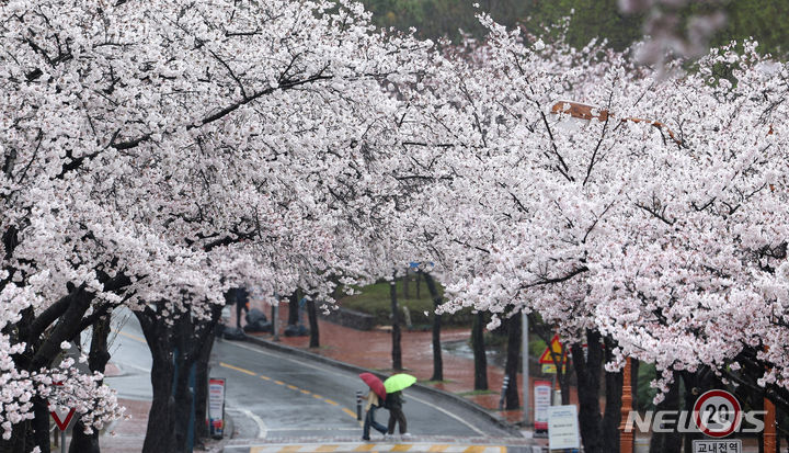 [대구=뉴시스] 이무열 기자 = 봄비가 내린 3일 대구 달서구 계명대학교 성서캠퍼스에서 우산을 쓴 학생들이 만개한 벚꽃 아래를 걷고 있다. 2024.04.03. lmy@newsis.com