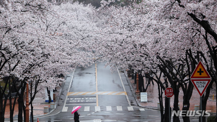 [대구=뉴시스] 이무열 기자 = 봄비가 내린 3일 대구 달서구 계명대학교 성서캠퍼스에서 우산을 쓴 한 학생이 만개한 벚꽃 아래를 걷고 있다. 2024.04.03. lmy@newsis.com