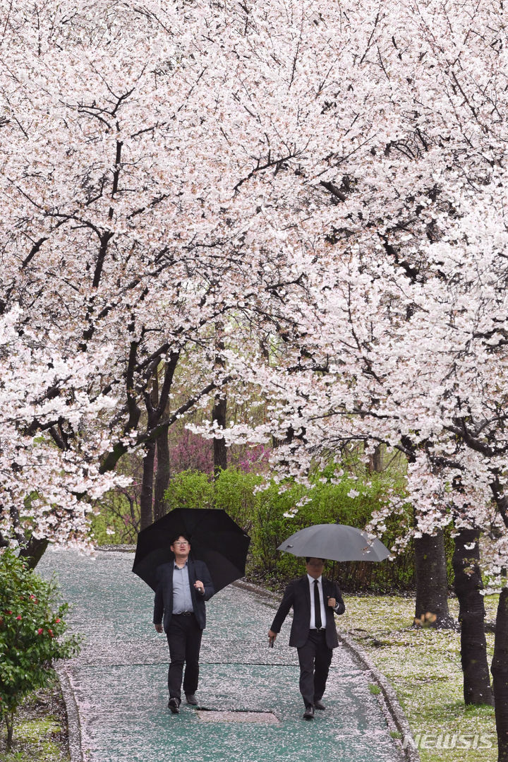 [광주=뉴시스] 이영주 기자 = 봄비가 내린 3일 오후 광주 서구5·18기념공원 둘레길에서 시민들이 벚꽃을 감상하고 있다. 2024.04.03. leeyj2578@newsis.com