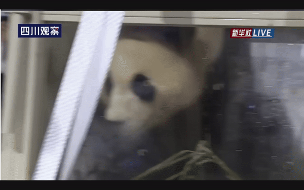 [서울=뉴시스] 3일 오후 7시37분께 중국 청두국제공항에 도착해 현지 관계자들의 낯선 손짓에 놀라는 푸바오 모습 (사진=웨이보)