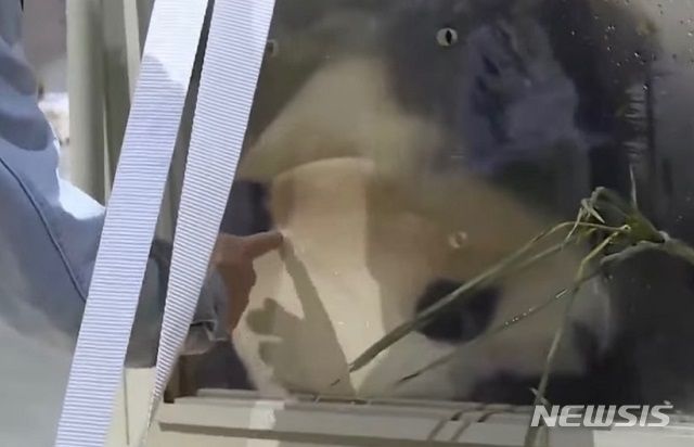[서울=뉴시스] 사육사로 보이는 중국 관계자가 케이지의 숨 구멍에 방역 장갑 등을 착용하지 않은 채 손가락을 넣자 푸바오가 놀란 듯 몸을 움츠리는 모습이 포착됐다. (사진=웨이보 캡처)