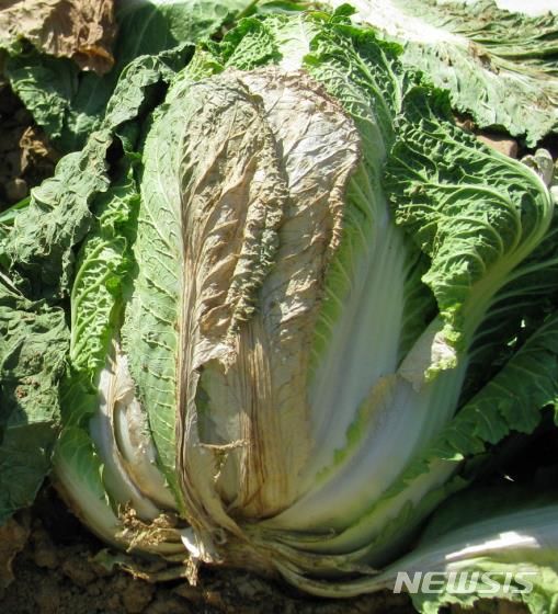 [세종=뉴시스]배추 반쪽시들음병 증상(사진=농진청 제공)