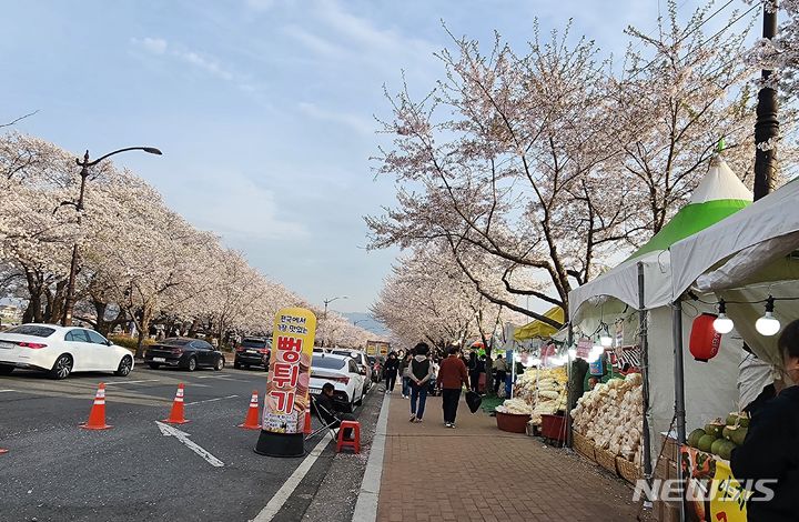 [경주=뉴시스] 경주 흥무로 벚꽃길. (사진=뉴시스 DB). photo@newsis.com 