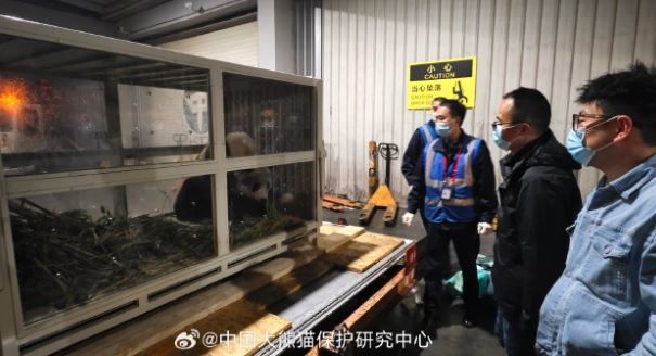 [서울=뉴시스]중국 누리꾼들 사이에서 강철원 사육사의 뒤를 이어 자이언트 판다 '푸바오'를 보살피게 될 사육사에 대한 많은 관심이 쏠리고 있다.(사진='중국 자이언트판다 보존연구센터' 웨이보 캡처) *재판매 및 DB 금지