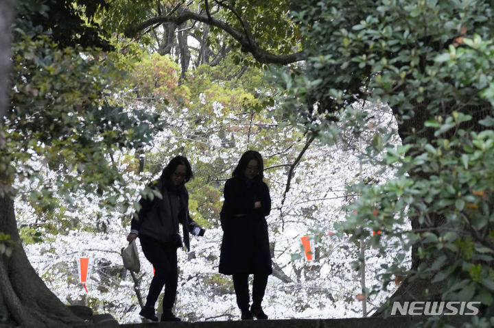 [도쿄=AP/뉴시스] 5일 일본 도쿄 우에노 공원에서 방문객들이 만개한 벚꽃 사이를 걷고 있다. 추운 날씨로 예상보다 늦게 핀 벚꽃을 즐기려는 인파가 몰려들었다. 2024.04.05.