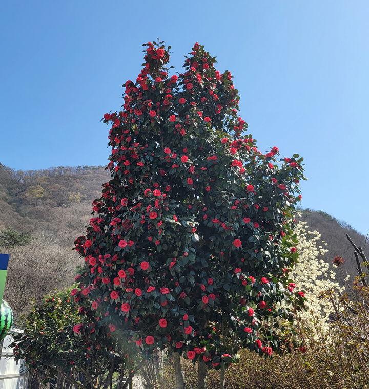 천연기념물 184호 고창 선운사동백나무숲, '동백꽃' *재판매 및 DB 금지