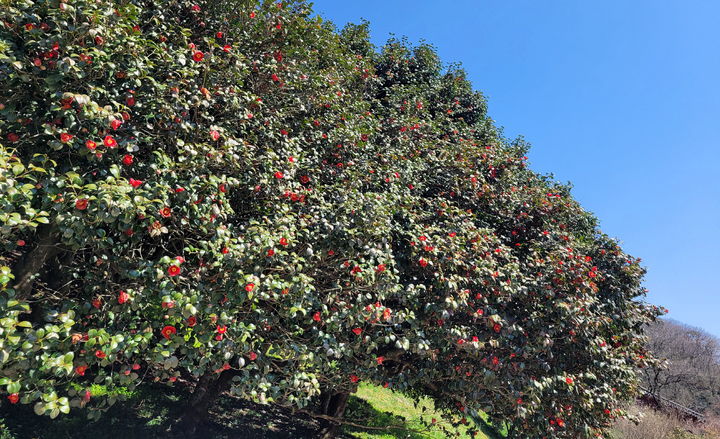 천연기념물 184호 고창 선운사동백나무숲, '동백꽃' *재판매 및 DB 금지