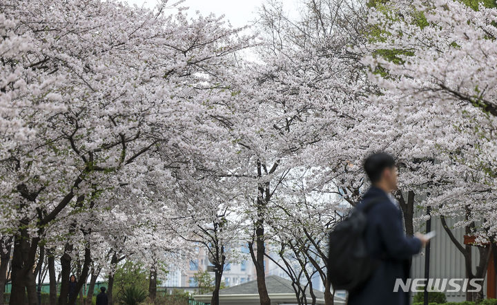 [서울=뉴시스] 정병혁 기자 = 5일 서울 성동구의 한 아파트 단지에 벚꽃이 가득 피어있다. 2024.04.05. jhope@newsis.com