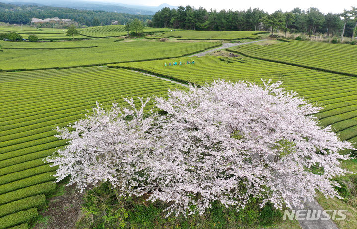 [서귀포=뉴시스] 우장호 기자 = 봄계절이 깊어가는 5일 제주 서귀포시 도순동 오설록농장 돌송이차밭에서 주민들이 올해 첫 차잎을 수확하고 있다. 2024.04.05. woo1223@newsis.com