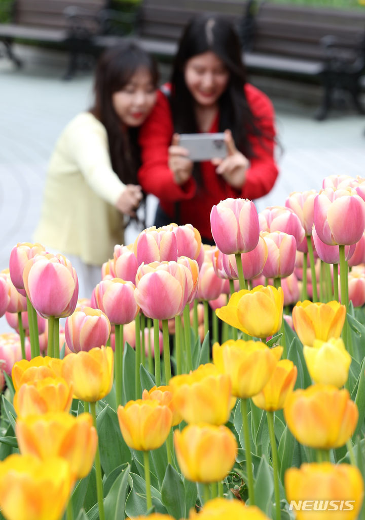 [대구=뉴시스] 이무열 기자 = 5일 대구 달서구 이월드에 활짝 핀 튤립이 봄 정취를 더하고 있다. 2024.04.05. lmy@newsis.com